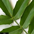 SpeciesSub: subsp. lomariifolia var. tenuifoliola